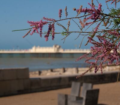A Slower Pace by the Sea