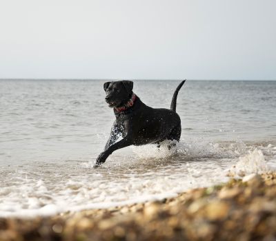Hotel Accommodation for Travelers and Their Pets