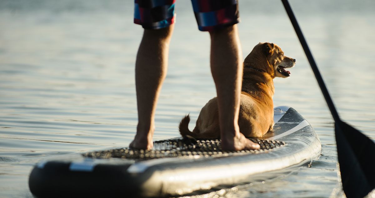 Pet Friendly Hotel in Worthing, Sussex