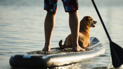 Pet Friendly Hotel in Worthing, Sussex