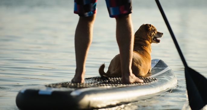 Pet Friendly Hotel in Worthing, Sussex